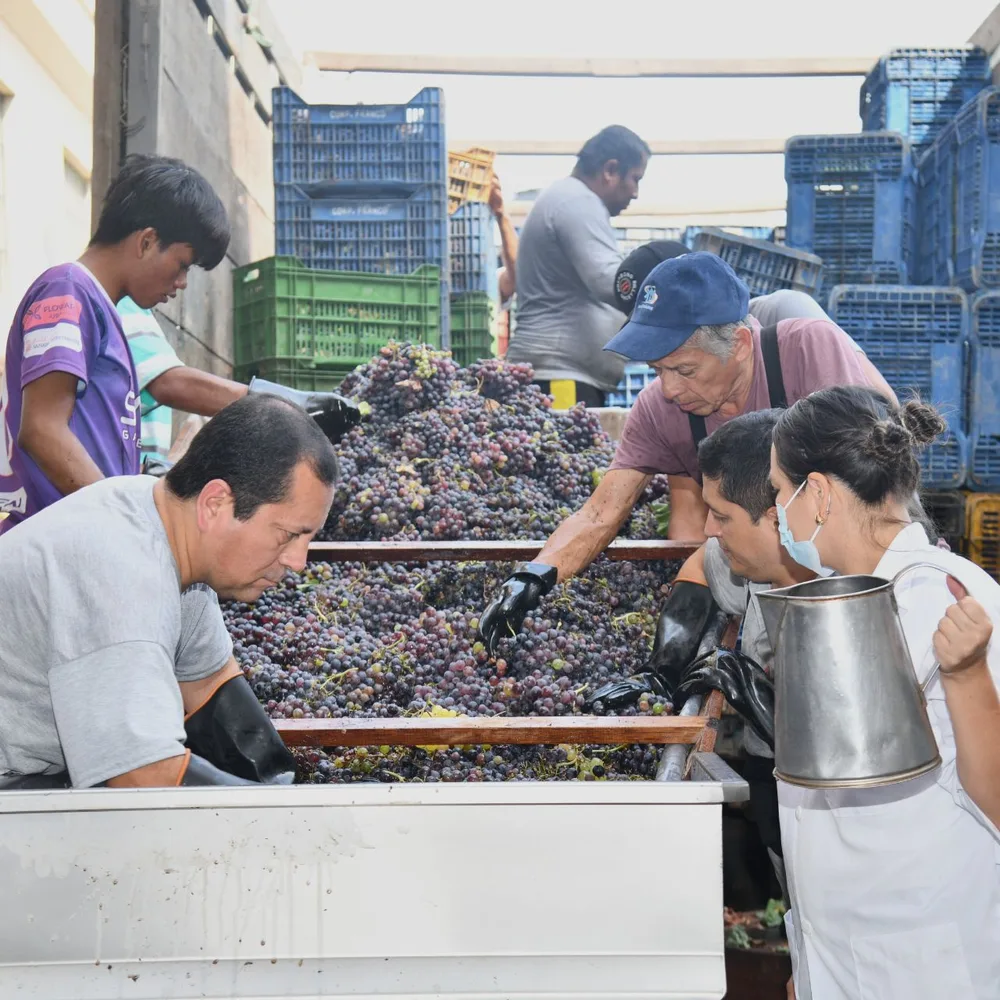Equipo de la Vinícola Salesiana seleccionando la uva recién llegada